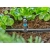 GARDENA Micro-Drip-System - rozdzielacz T do dysz zraszających 4,6 mm (3/16