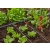 GARDENA Micro-Drip-System - kroplownik rzędowy z kompensacją ciśnienia 2 l/h 10 szt.,13312-20